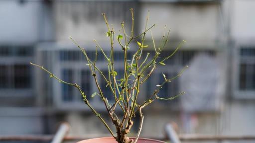 5種「漂亮花」特怕冷，低溫下澆水？凍死一片，現在保溫才關鍵