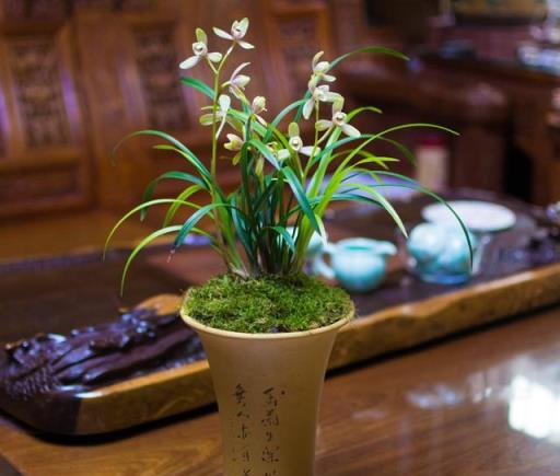 10大吉祥花，客廳有空地一定要養一盆，高檔又好養，旺財又旺家