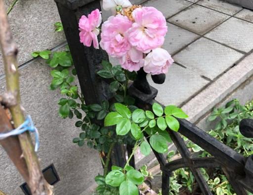 這麼養茉莉，盆栽呼呼開花摁不住，年年開花翻一倍