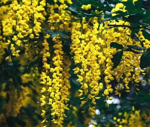 鄰居阿姨真能幹，小院養3種「爬藤花」，每年花開滿院，太美了