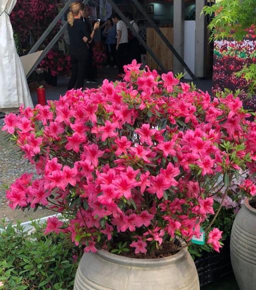 10種「旺運花」開花紅豔豔，現在養一盆，春節剛好開，紅火顯富貴