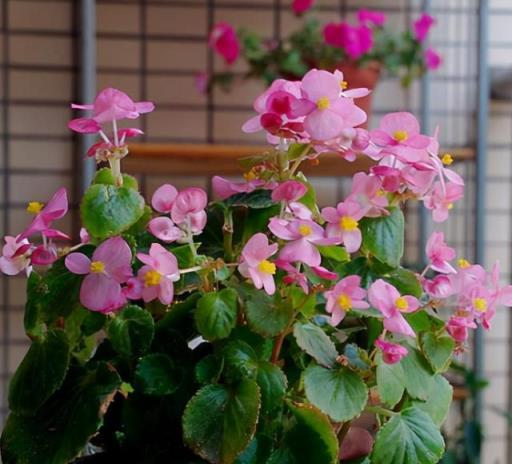 想要花長得旺，要保證根系發達，學會養根「技巧」，才能長勢旺盛