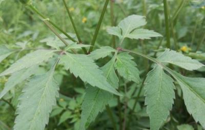 金盞銀盤是怎樣的植物？