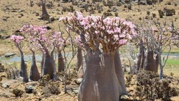 7種「富貴花」能活一百年，越養越值錢，家裡的「搖錢樹」