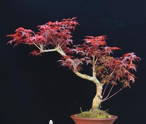 10種「旺運花」開花紅豔豔，現在養一盆，春節剛好開，紅火顯富貴