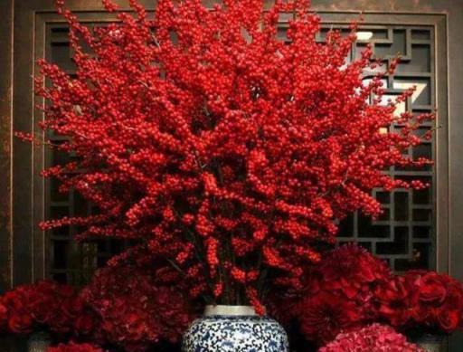 10種「旺運花」開花紅豔豔，現在養一盆，春節剛好開，紅火顯富貴