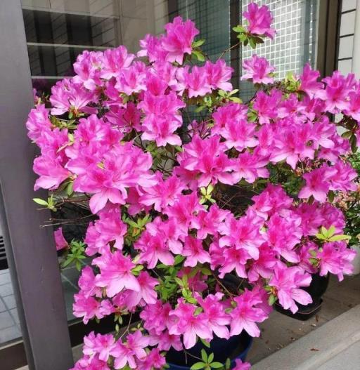 10種花，空氣再幹也別「噴水」，容易黃葉「掉花苞」