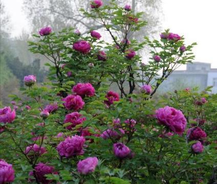 7種「富貴花」能活一百年，越養越值錢，家裡的「搖錢樹」