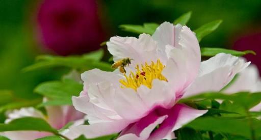 冬季養牡丹花，做好4步，來年花開滿盆