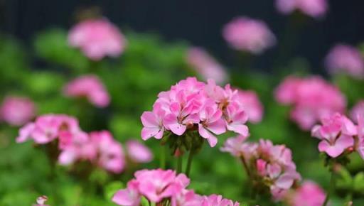 喜歡年宵花，現在養這3種，都是「開花小能手」，開花一茬又一茬