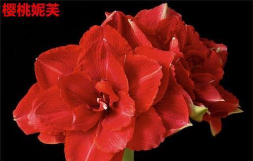 10種「旺運花」開花紅豔豔，現在養一盆，春節剛好開，紅火顯富貴