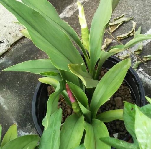 一塊「大生薑」，開滿粉荷花，家裡養一盆，仙氣飄飄，開花100天