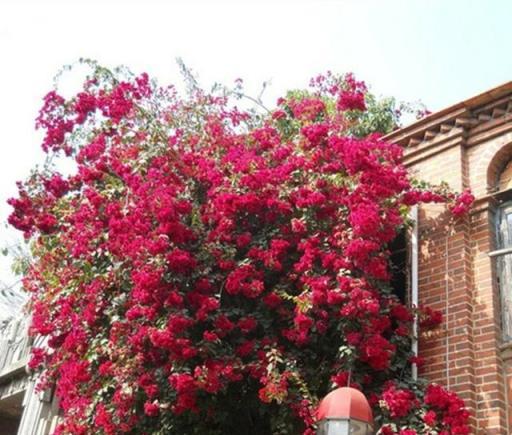 鄰居阿姨真能幹，小院養3種「爬藤花」，每年花開滿院，太美了