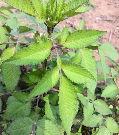 金盞銀盤是怎樣的植物？