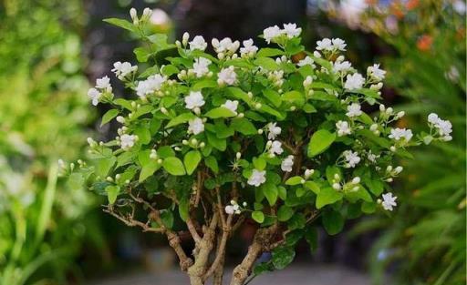 8種花「作用大」，香氣滿屋能泡茶，你養著花漂亮，花養著你健康