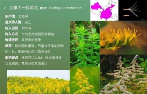 網上售賣一枝黃花？專家：此花非彼花