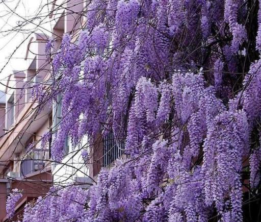 鄰居阿姨真能幹，小院養3種「爬藤花」，每年花開滿院，太美了