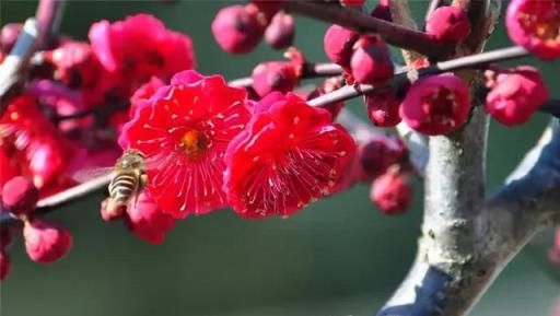 10種冬天開花的植物，讓你的院子在寂寥的冬天也能滿園春色