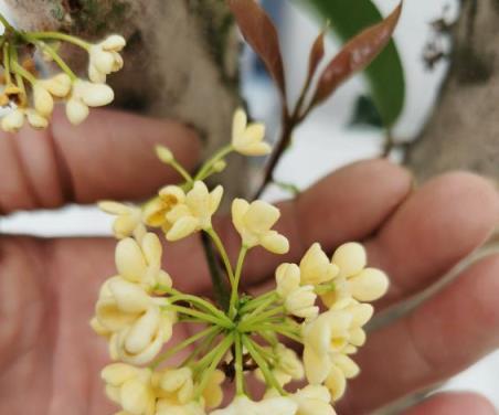 8種花「作用大」，香氣滿屋能泡茶，你養著花漂亮，花養著你健康