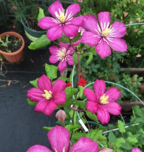 6種「漂亮花」，冬天剪一剪，保留大花芽，來年開花多一倍