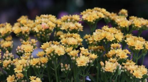 12月長壽花不長花苞？趕緊「剪一剪」，保證「4足」，很快就開花