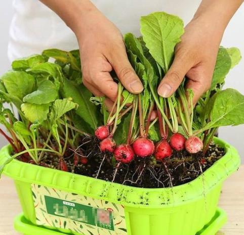 6種「大葉菜」，盆栽「長得快」，耐寒不怕冷，寒冬臘月吃不敗