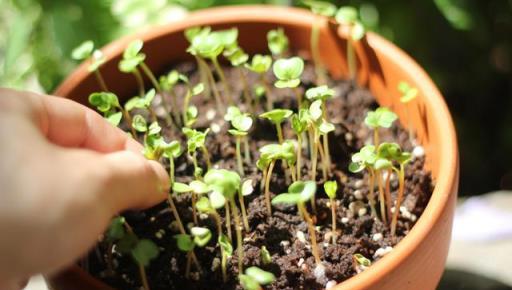 6種「大葉菜」，盆栽「長得快」，耐寒不怕冷，寒冬臘月吃不敗