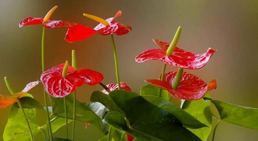 10種「旺運花」開花紅豔豔，現在養一盆，春節剛好開，紅火顯富貴