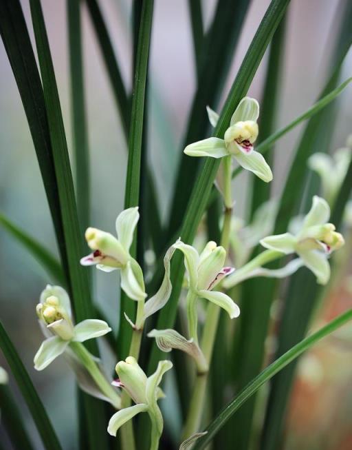 有3種「名貴花」，能養到秋天還不死的，都算得上「養花大神」了