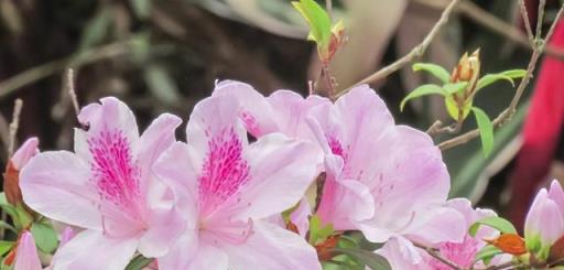 有3種「名貴花」，能養到秋天還不死的，都算得上「養花大神」了