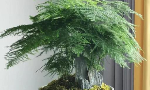 10種「喜陰耐寒」的室內外花卉植物，冬天再也不愁種什麼花了