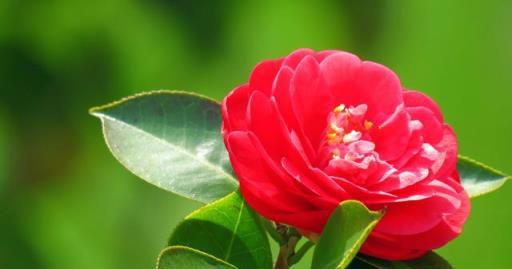 「詩詞鑑賞」山茶花開時,十一首山茶花的詩詞,爛紅如火雪中開