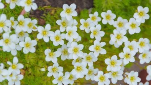 虎年來了，養一盆名字帶「虎」的植物吧