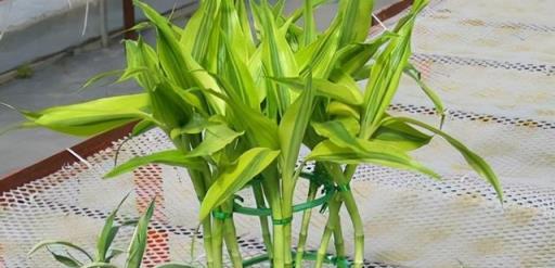 8種漂亮花，天生就「怕晒」，養在陰涼地，反而葉美，花大