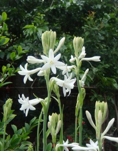 6種「女人花」能吃又好聞，採花泡茶養容顏，女人養花，花養美女