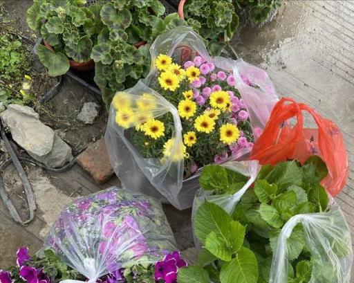 養花的「舊土」加點「廢物」，又肥的流油，養花一級棒