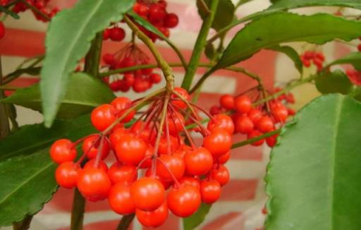 有「年味」的9種花，好養「喜慶」寓意好，現在入手最划算