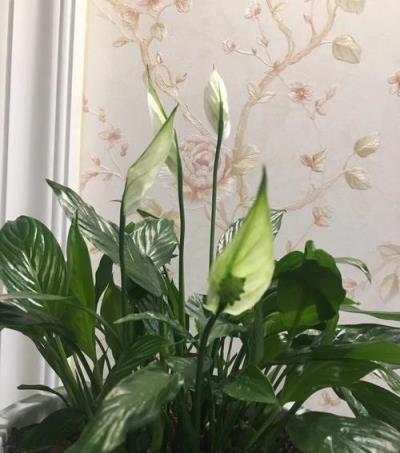 八種「旺財花」，一晒就黃葉，放在「半陰地」反而長得旺
