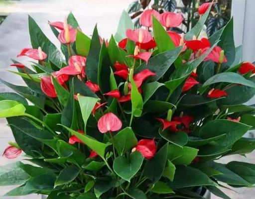 8種漂亮花，天生就「怕晒」，養在陰涼地，反而葉美，花大