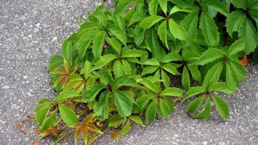 虎年來了，養一盆名字帶「虎」的植物吧