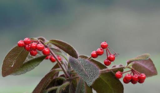 虎年來了，養一盆名字帶「虎」的植物吧