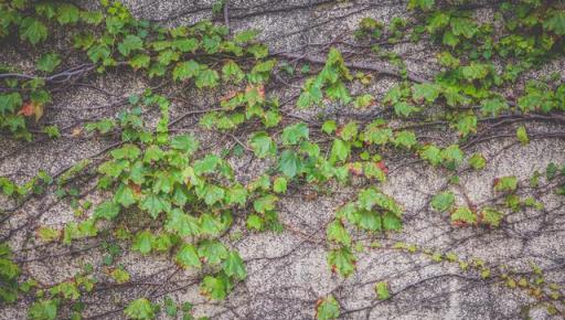 虎年來了，養一盆名字帶「虎」的植物吧