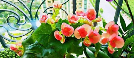 8種漂亮花，天生就「怕晒」，養在陰涼地，反而葉美，花大