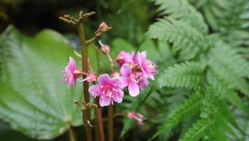 虎年來了，養一盆名字帶「虎」的植物吧