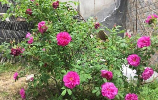 6種「女人花」，能養女人心，摘花泡茶更嬌嫩，人養花，花更養人