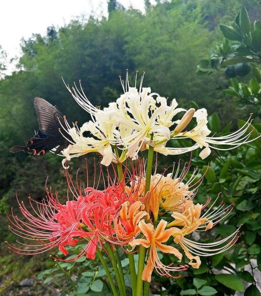 8種花「名聲差」，多數人不敢養，被名字耽誤一生的花，還特好看