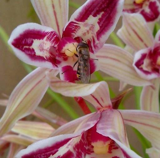 被低估的「高雅」好蘭花，花似彩蝶，寓意吉祥，花開就能滿園飄香