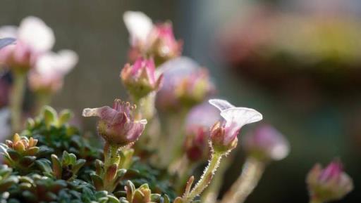 虎年來了，養一盆名字帶「虎」的植物吧