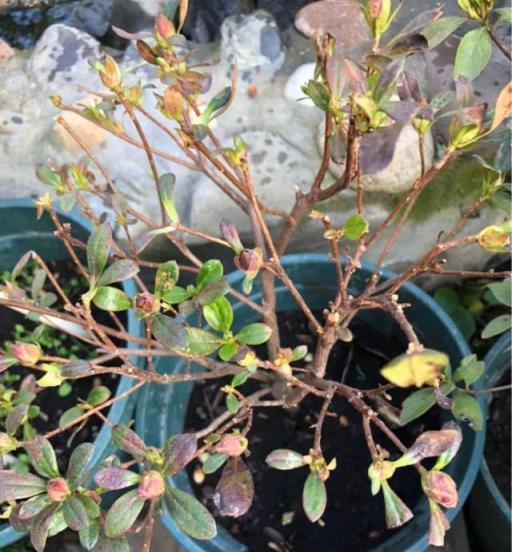 8種漂亮花，天生就「怕晒」，養在陰涼地，反而葉美，花大