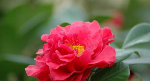 「詩詞鑑賞」山茶花開時,十一首山茶花的詩詞,爛紅如火雪中開
